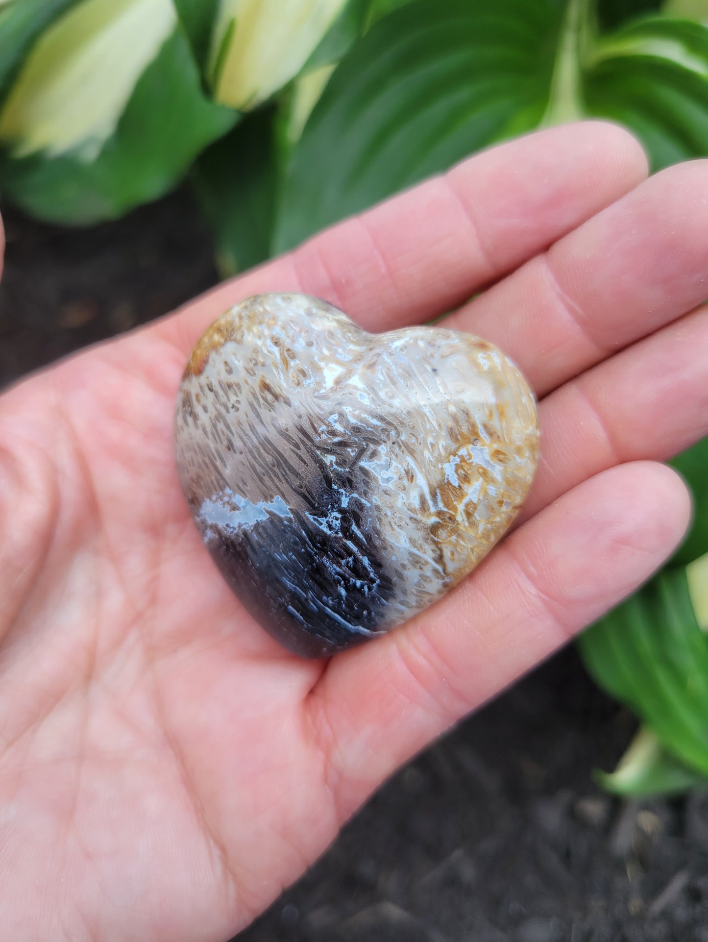 Petrified Palm Root Heart from Indonesia
