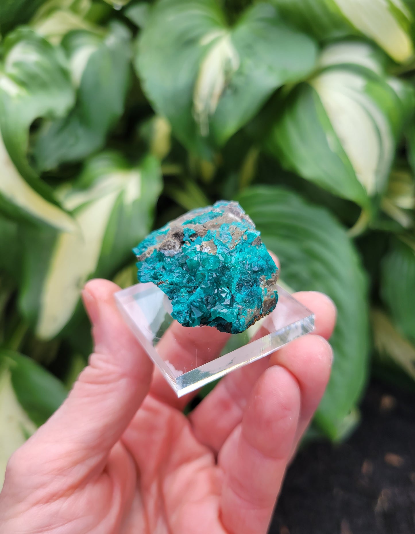 Dioptase from DRC (Congo)