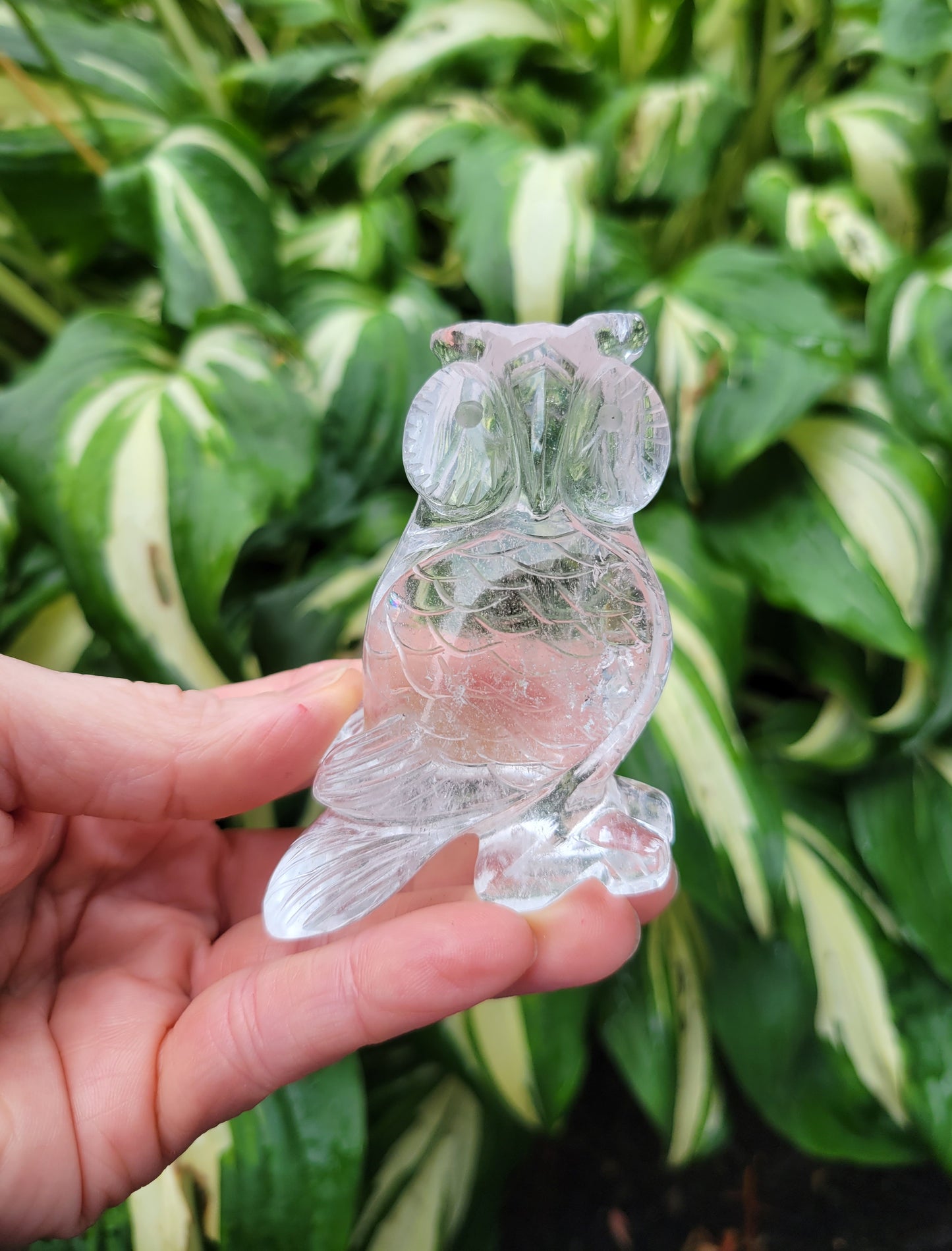 Himalayan Quartz Owl from India