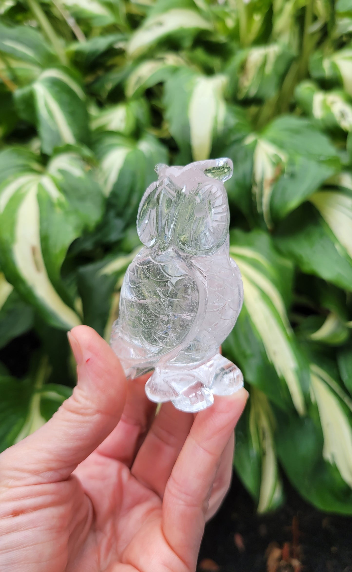 Himalayan Quartz Owl from India