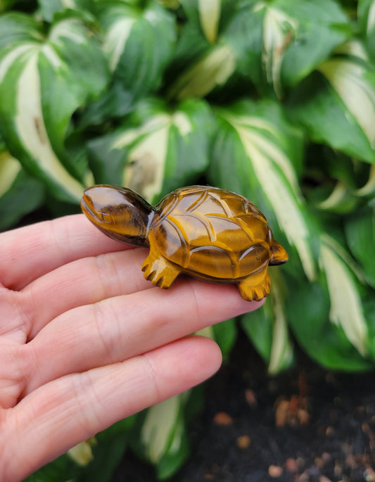 Tiger's Eye Turtle from India