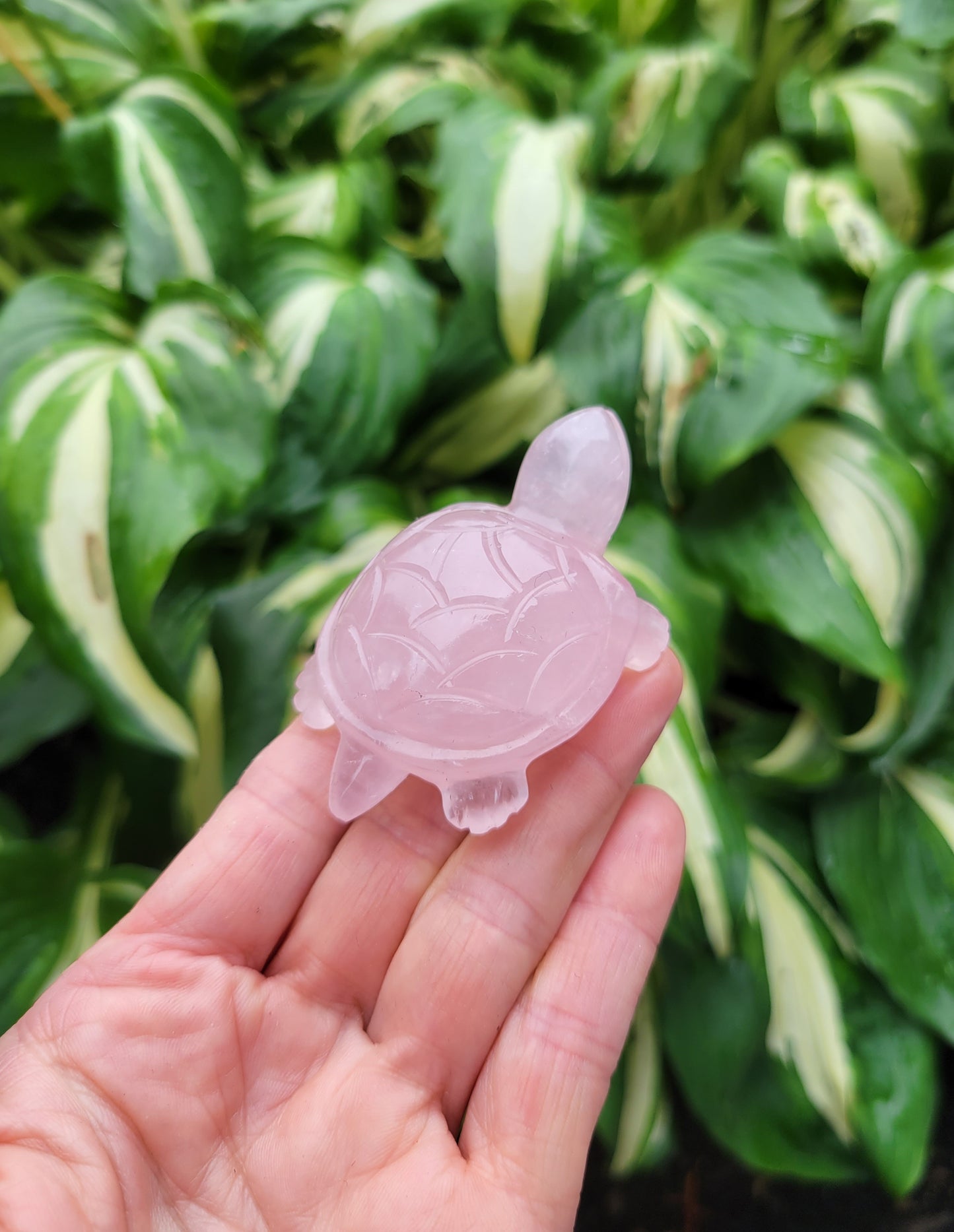 Rose Quartz Turtle, Carved in India