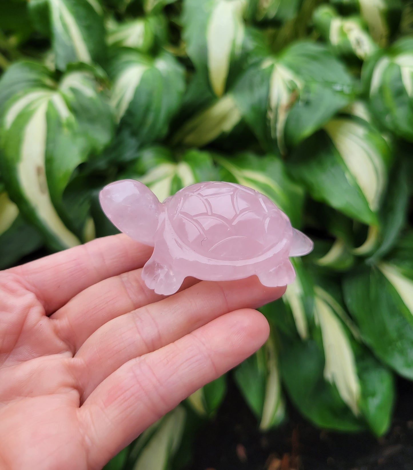 Rose Quartz Turtle, Carved in India