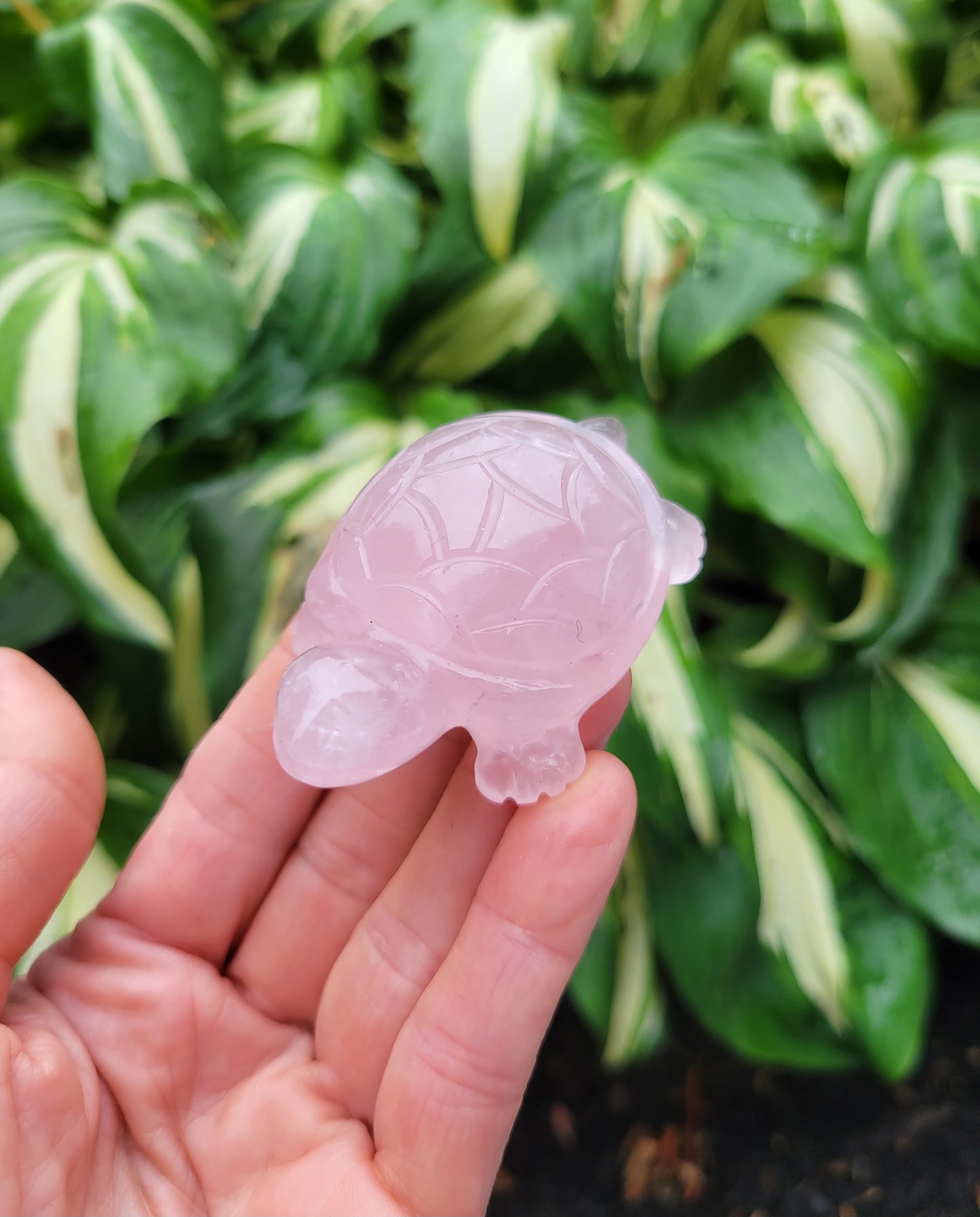 Rose Quartz Turtle from India