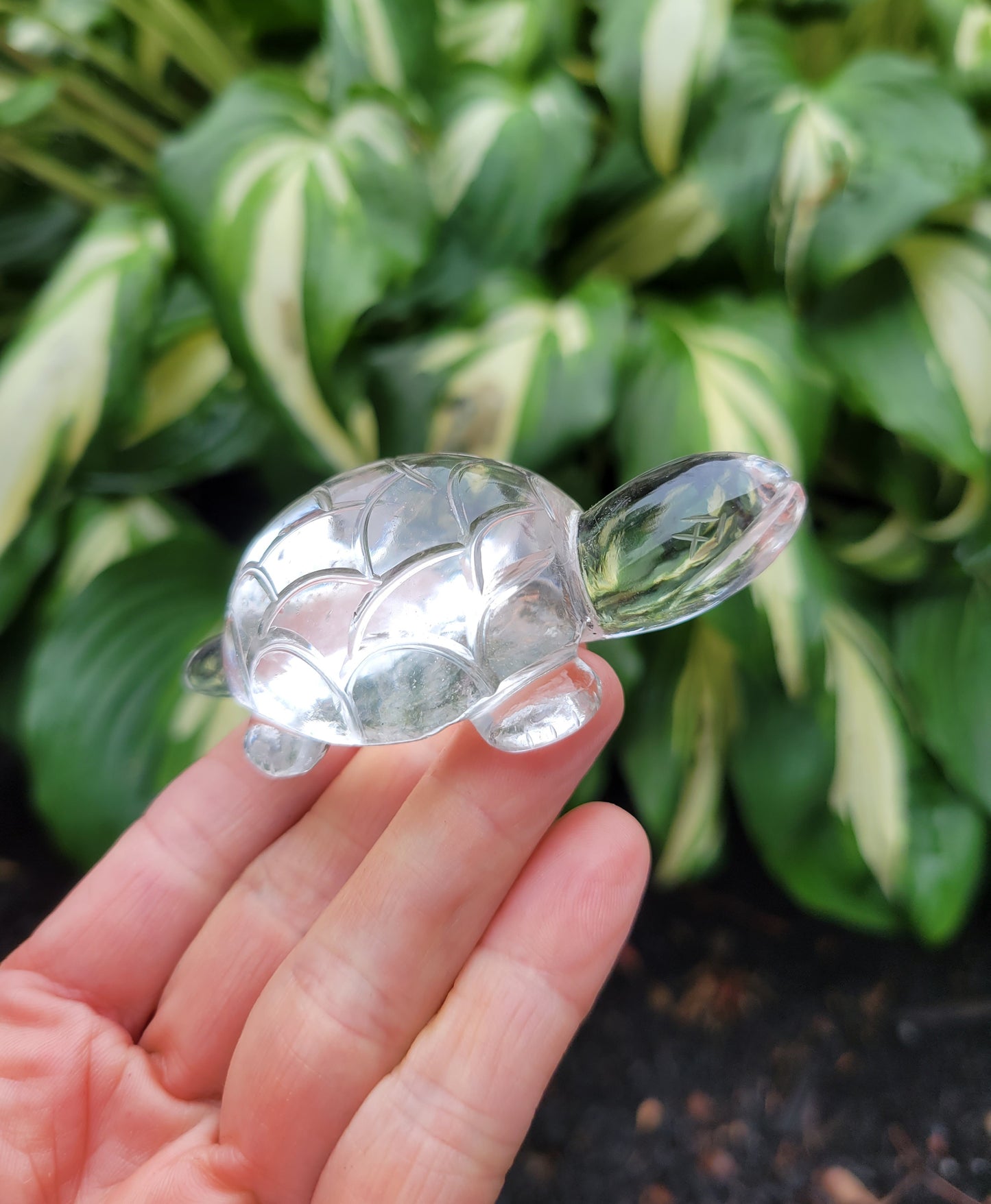 Himalayan Quartz Turtle from India