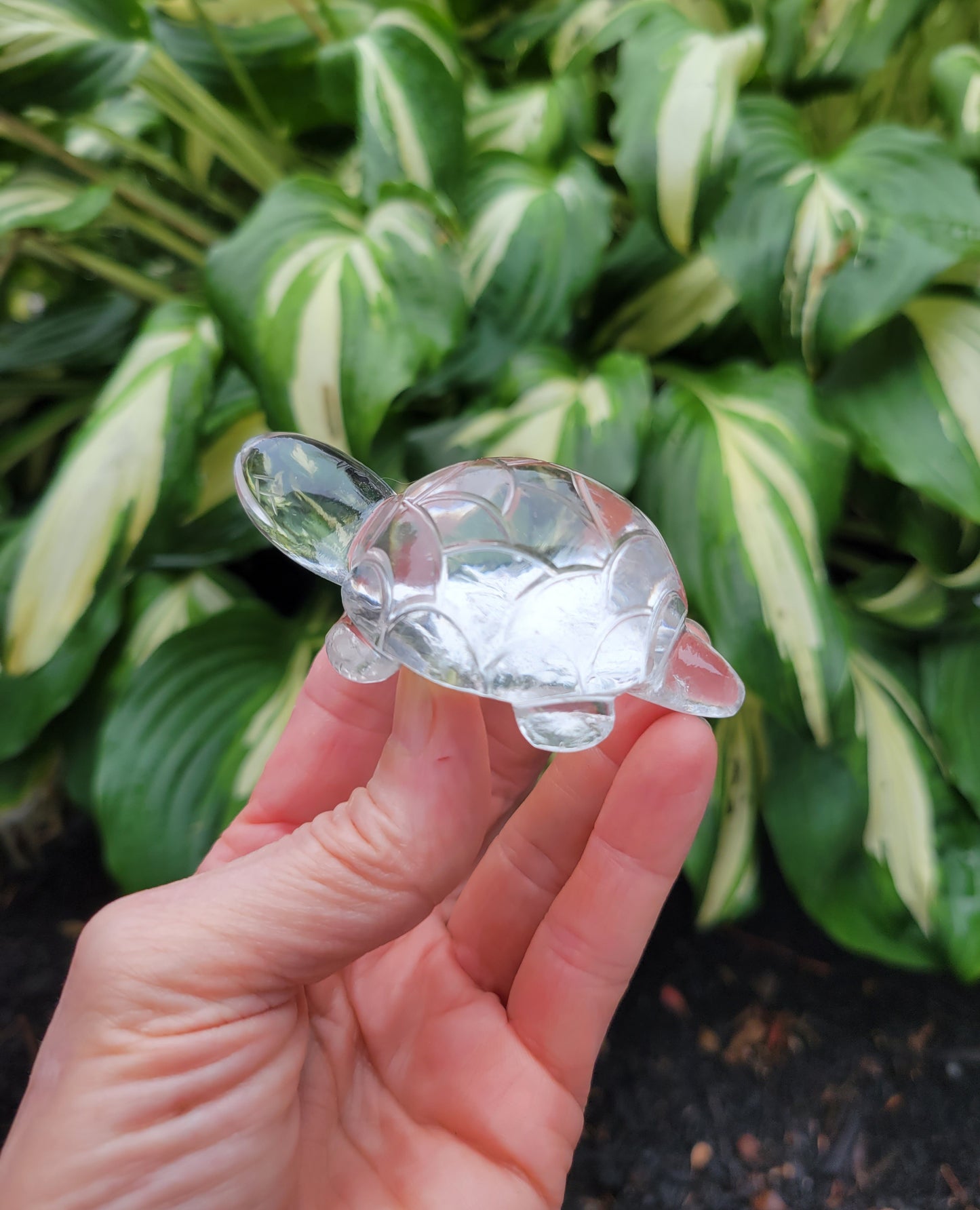 Himalayan Quartz Turtle from India