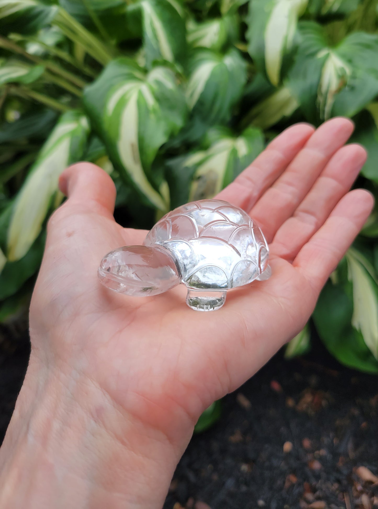 Himalayan Quartz Turtle from India