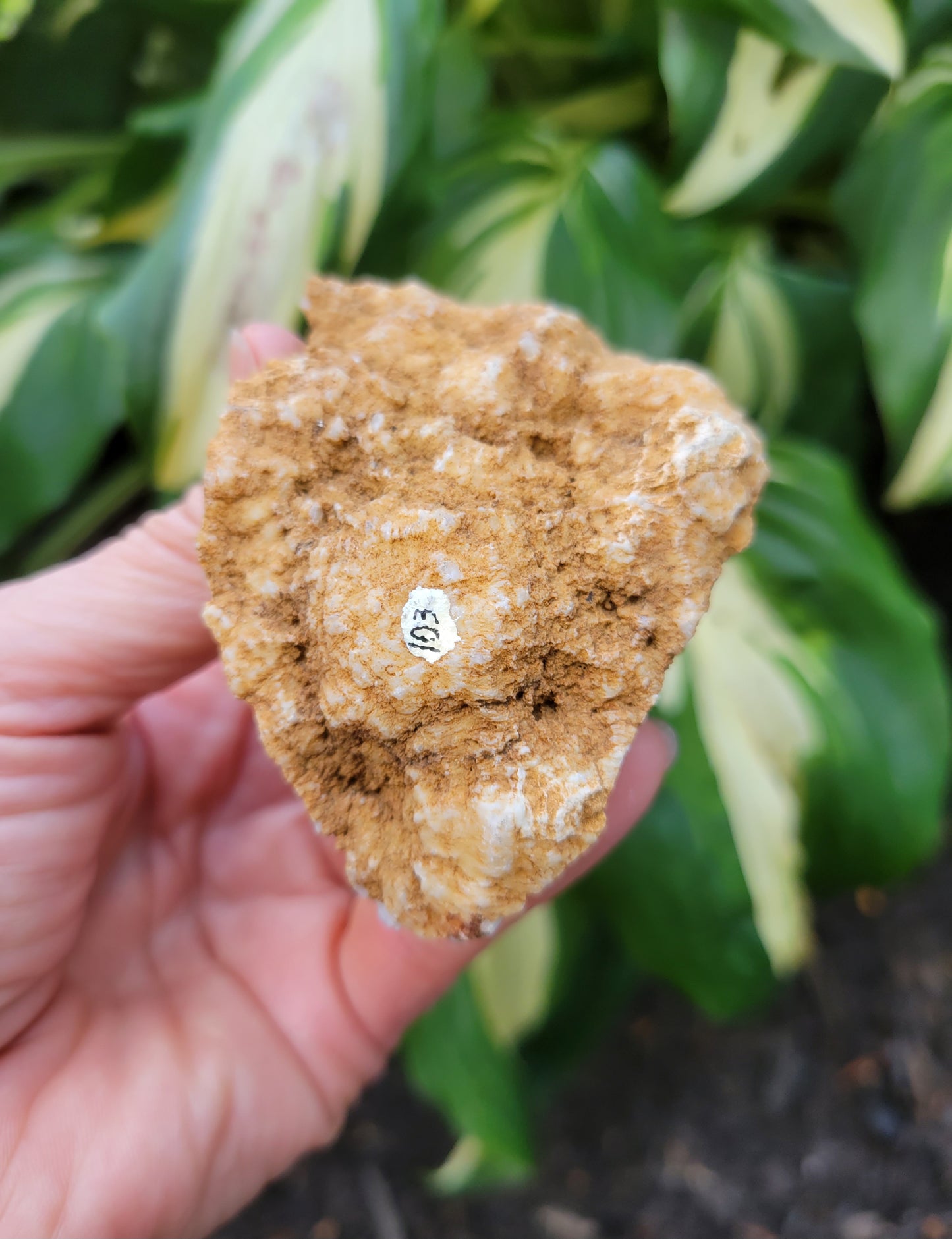 Menilite Opal, location unknown (W 2 1/8 X D1 1/2 X L 3 3/8 inches)