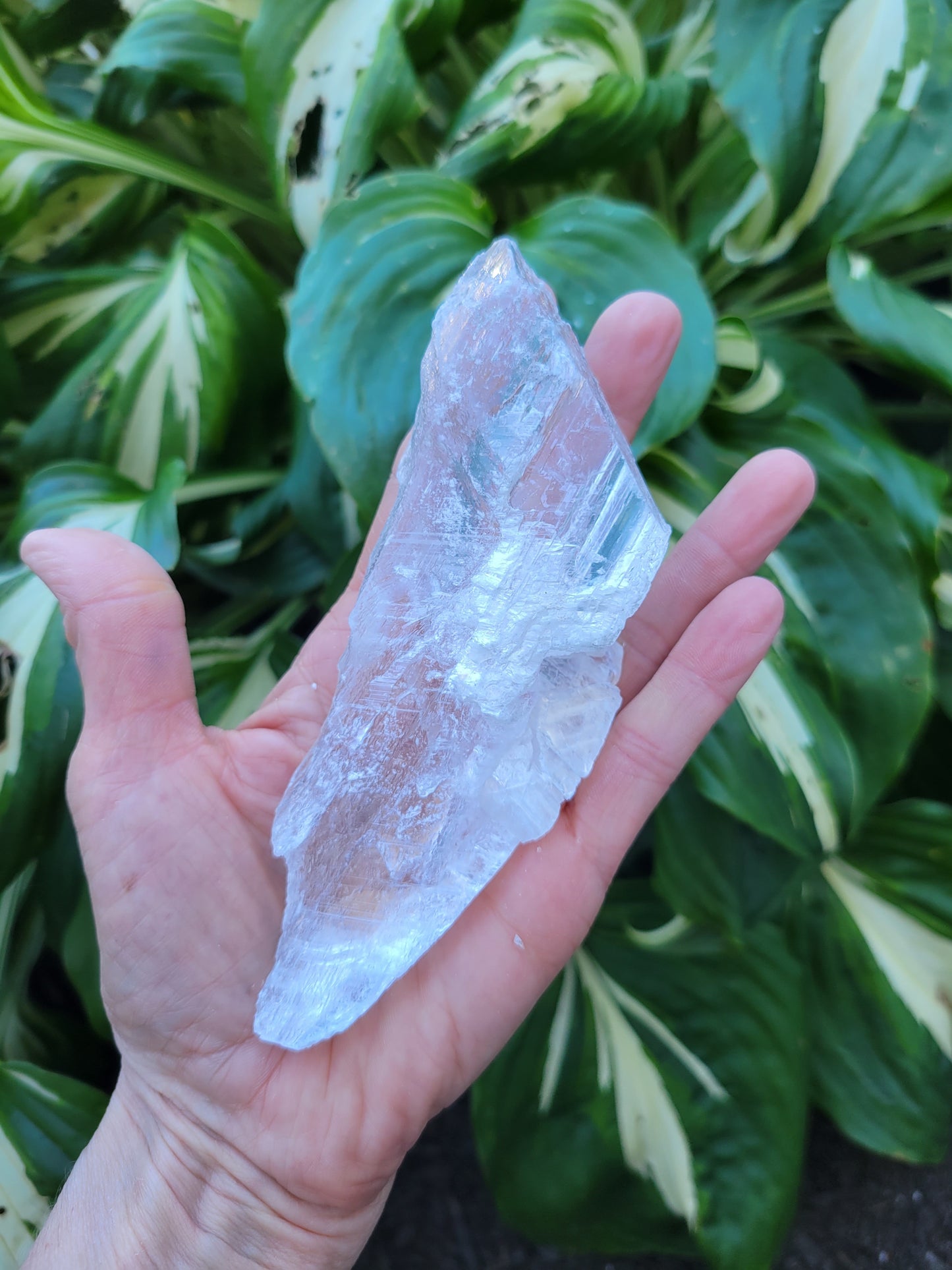 Selenite from Mexico (W 2 1/4 X D 1 1/4 X L 5 5/8 inches)