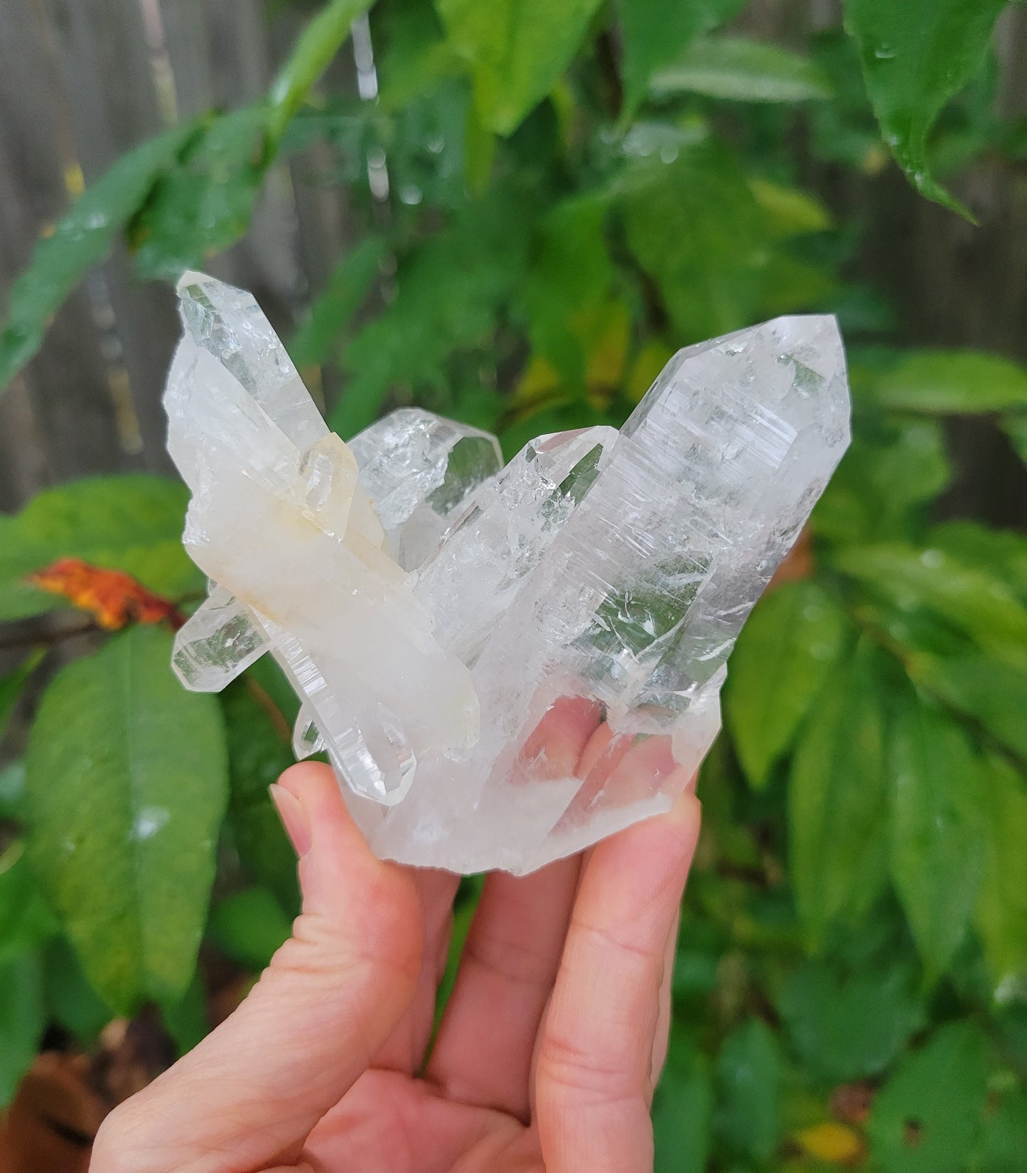Quartz Cluster from Colombia (W 3 1/2 X D 2 1/4 X L 3 1/4 inches)