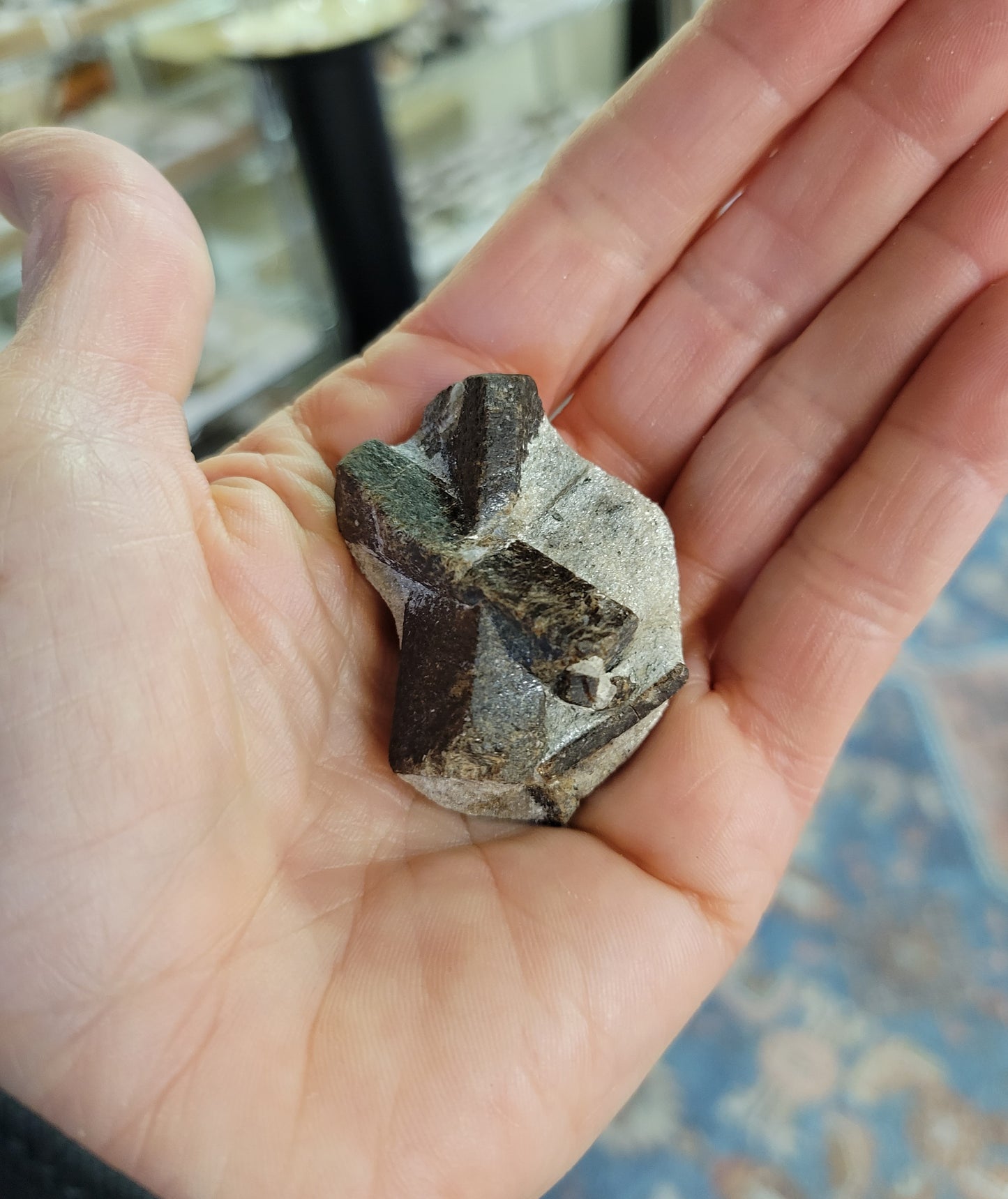 Staurolite from Keivy Mountains, Russia (1 3/4 X 1 3/8 inches)