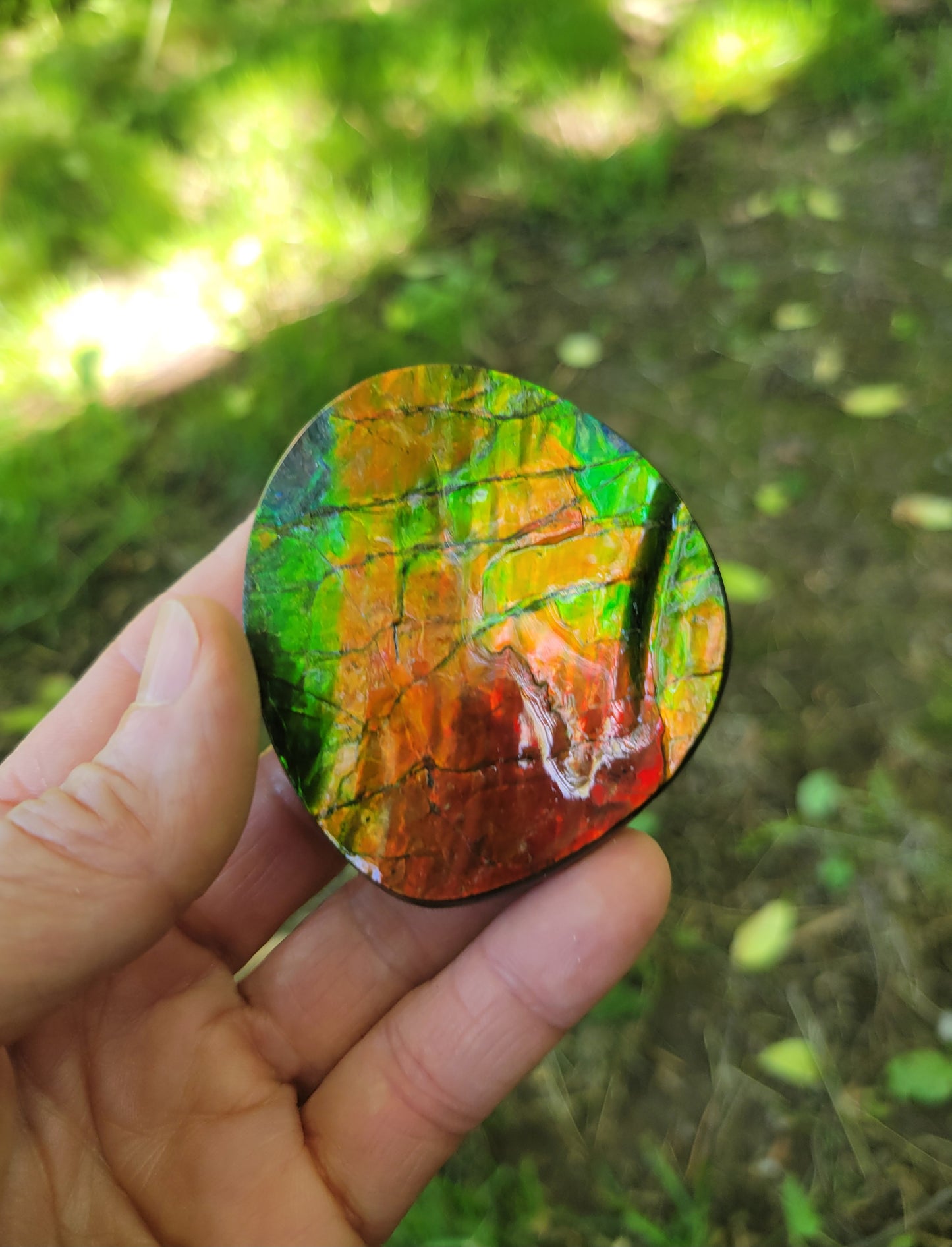 Ammolite, Ammonite Gemstone Fossil from Rocky Mountains of Canada