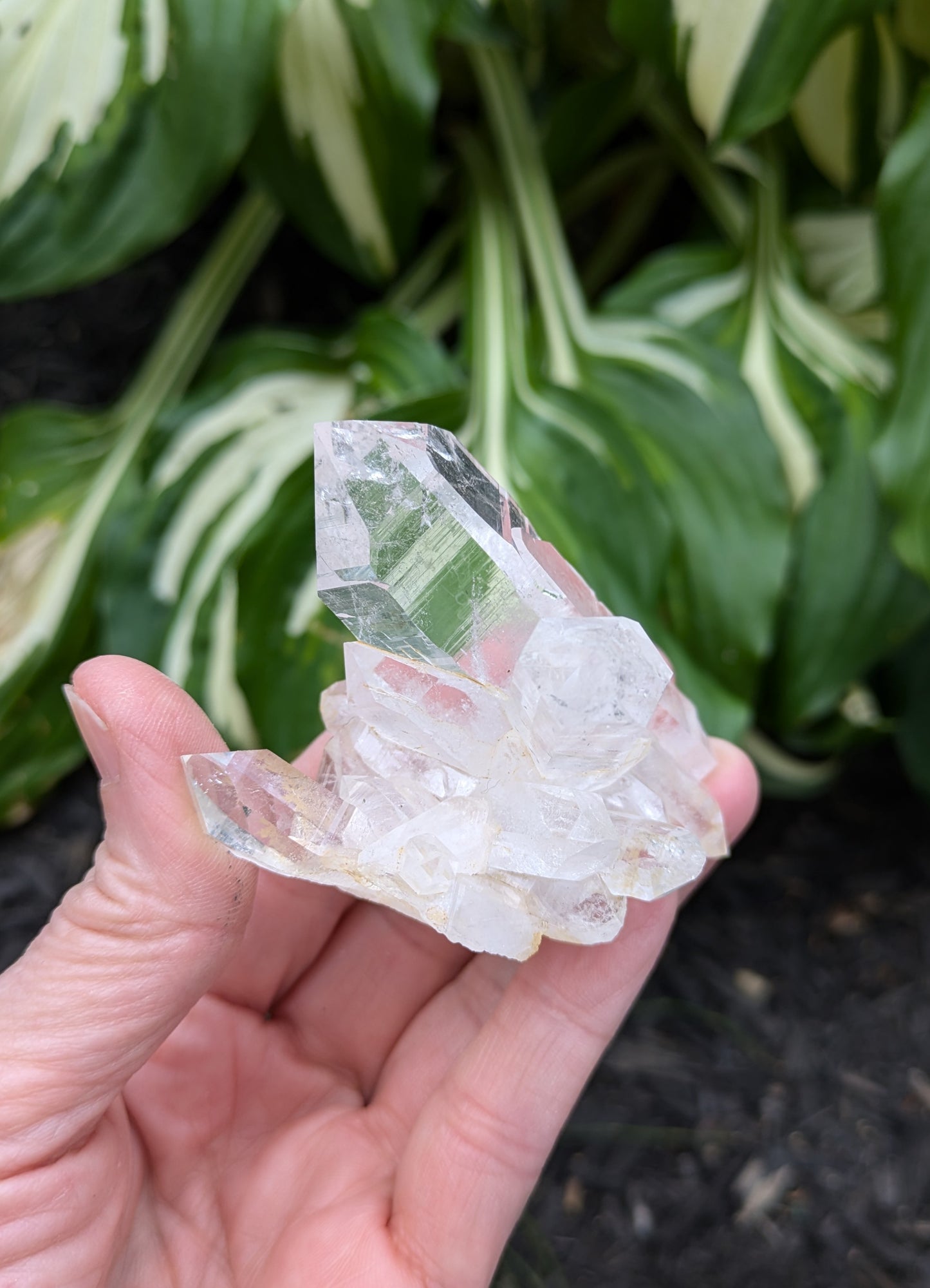 Himalayan Cathedral Quartz Cluster from Himachal Pradesh, India
