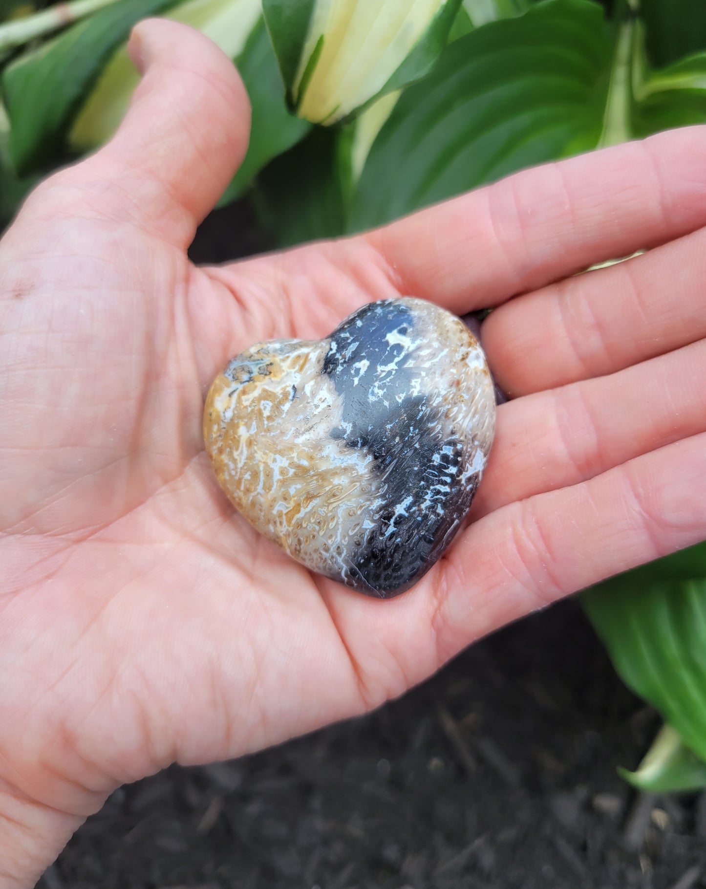 Petrified Palm Root Heart from Indonesia