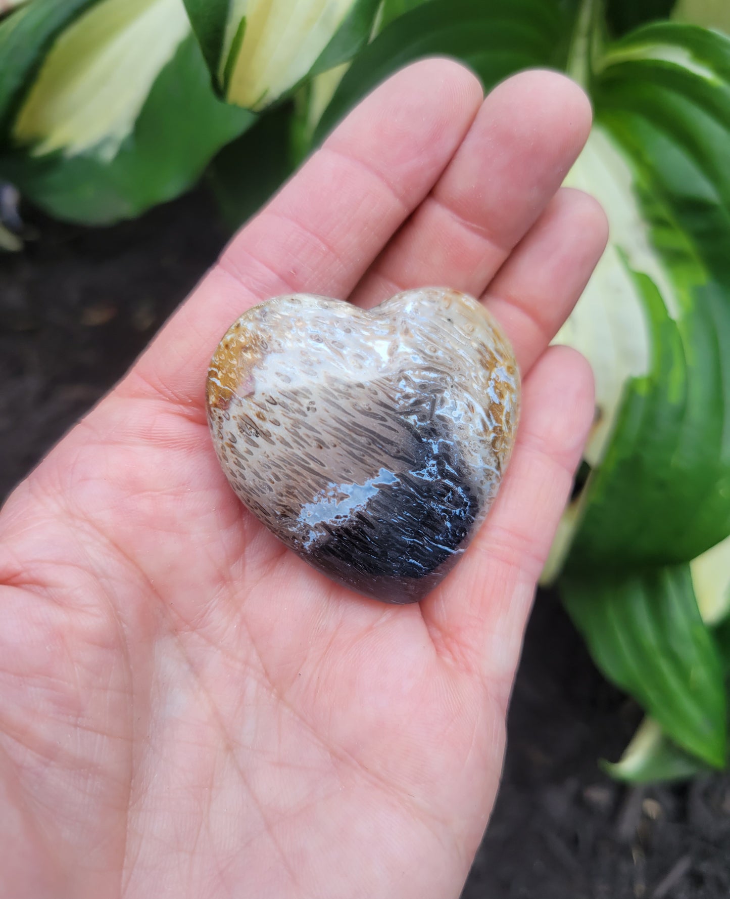 Petrified Palm Root Heart from Indonesia