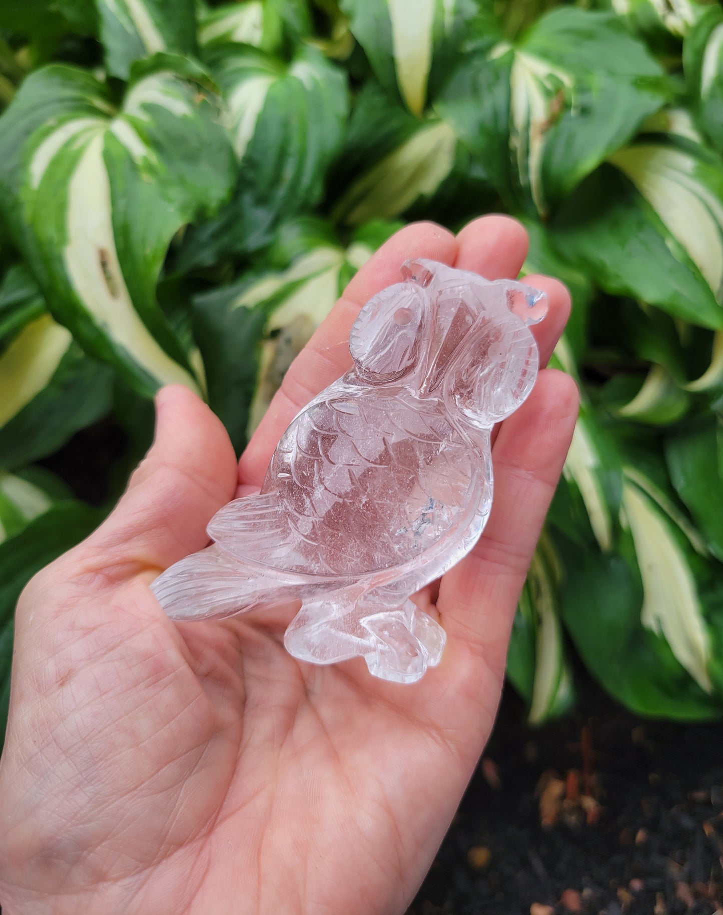 Himalayan Quartz Owl from India