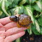 Tiger's Eye Turtle, Carved and Polished in India (W 1 1/2 X L 2 1/4 X H 1/2 inches, 45 grams)
