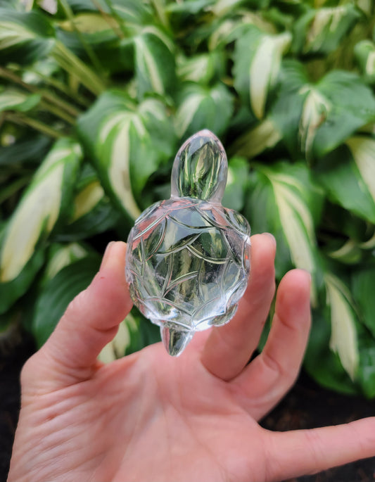 Himalayan Quartz Turtle from India