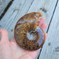 Ammonite Fossil from Madagascar