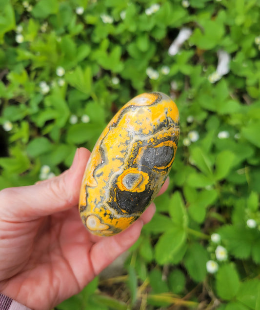 Bumblebee Jasper Shive Lingham from Indonesia