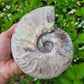 Rainbow Iridescent Ammonite Fossil from Madagascar