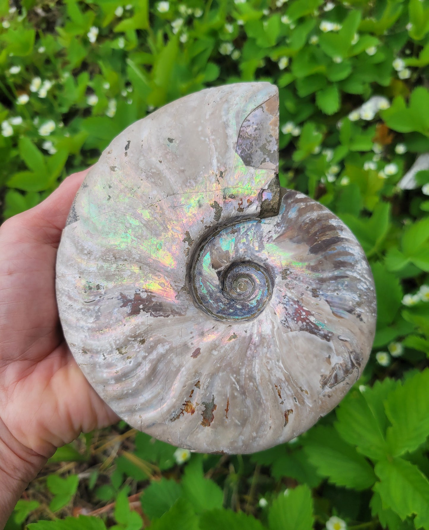Rainbow Iridescent Ammonite Fossil from Madagascar