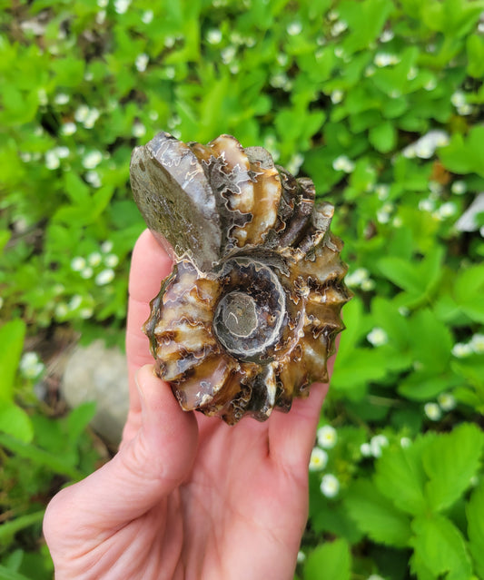 Tractor Ammonite Fossil from Madagascar