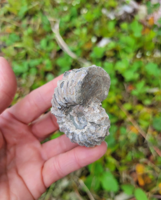 Tractor Ammonite Fossil from Madagascar