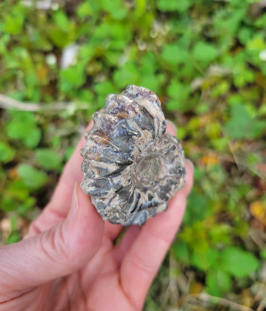 Tractor Ammonite Fossil from Madagascar