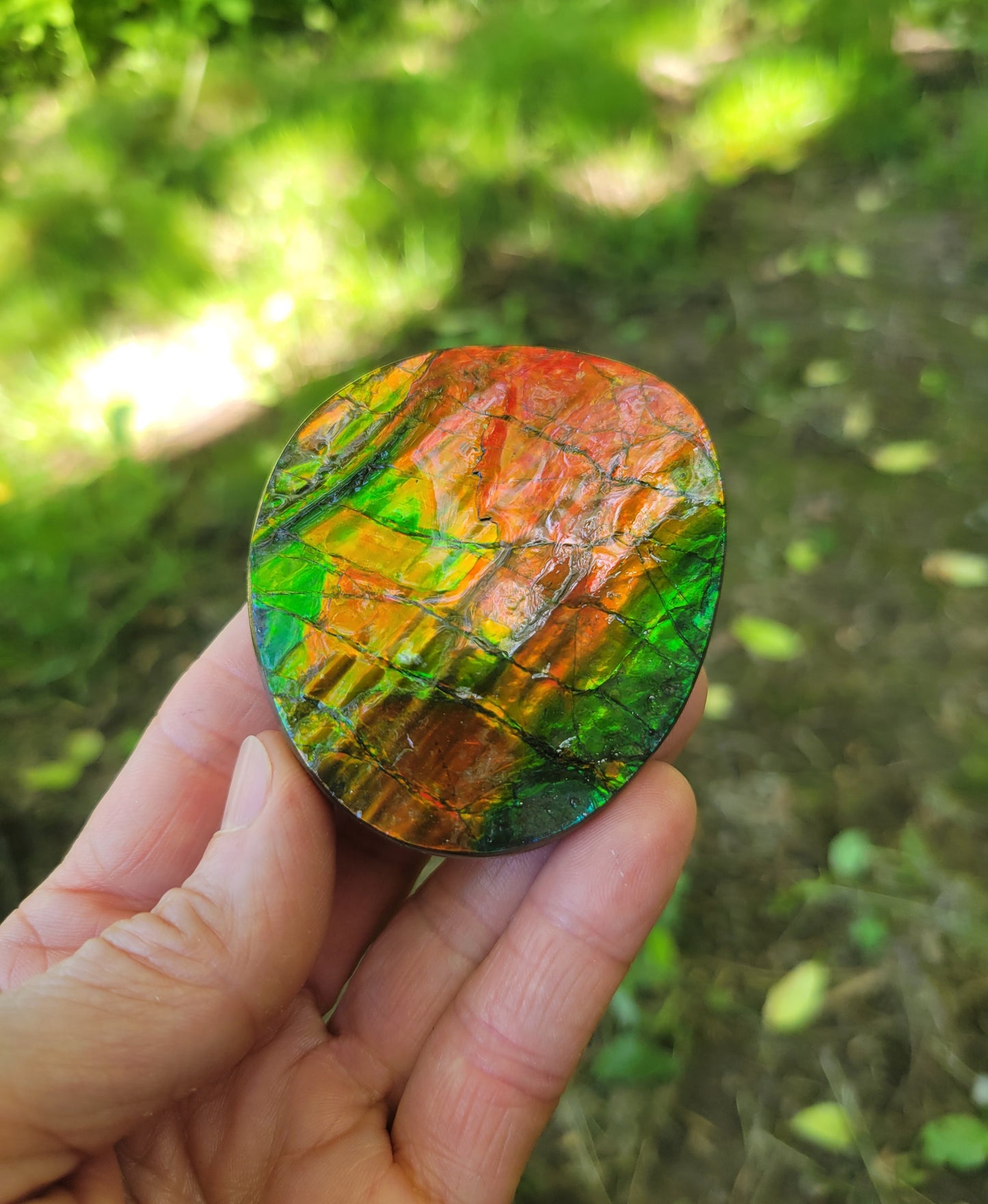 Ammolite, Ammonite Gemstone Fossil from Rocky Mountains of Canada