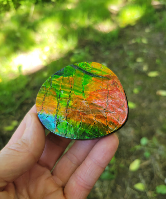 Ammolite, Ammonite Gemstone Fossil from Rocky Mountains of Canada