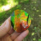 Ammolite, Ammonite Gemstone Fossil from Rocky Mountains of Canada