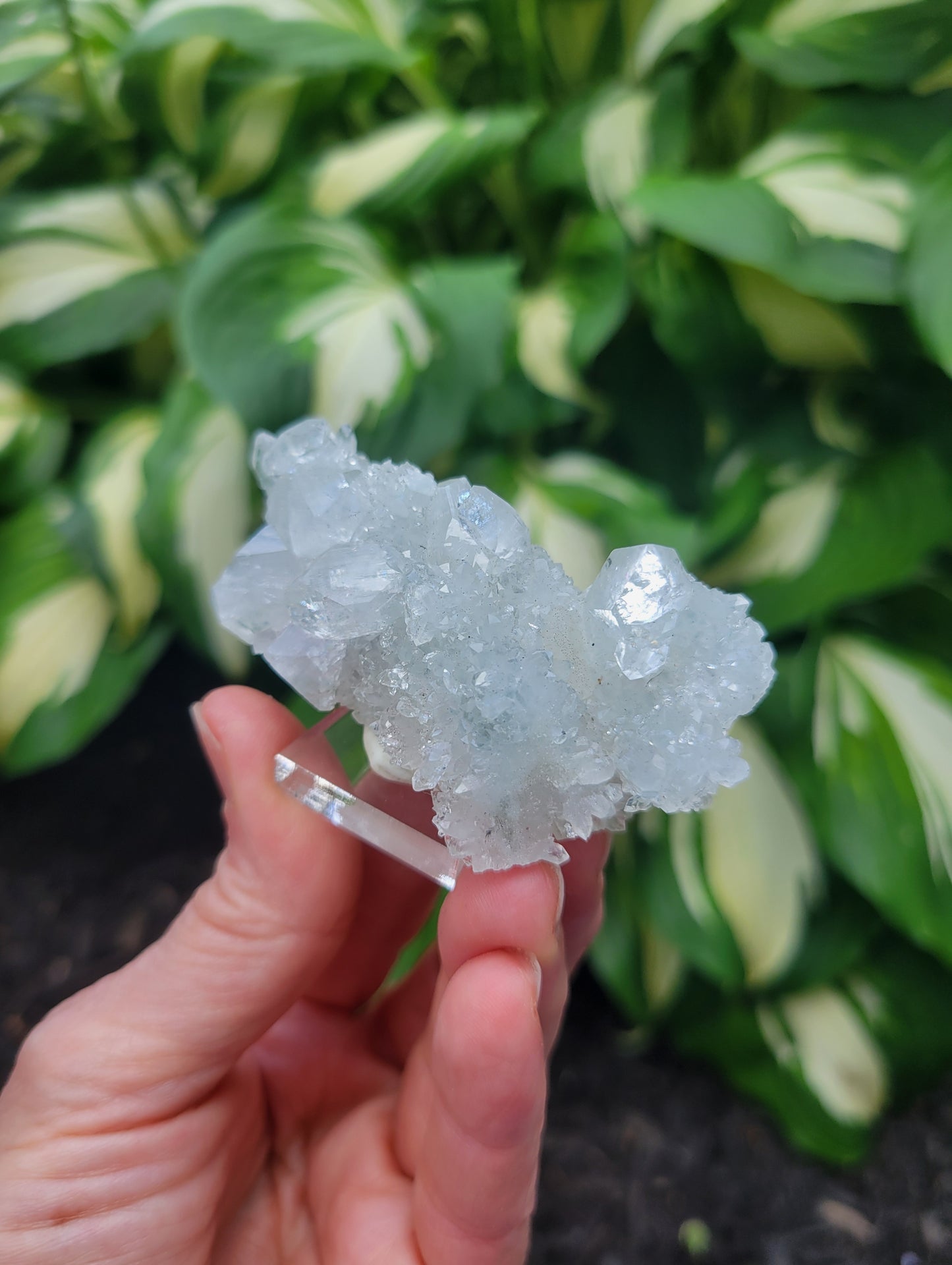 Apophyllite Stalactite from India