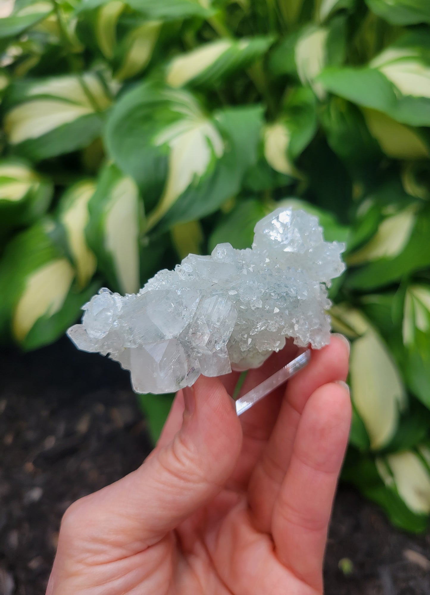 Apophyllite Stalactite from India