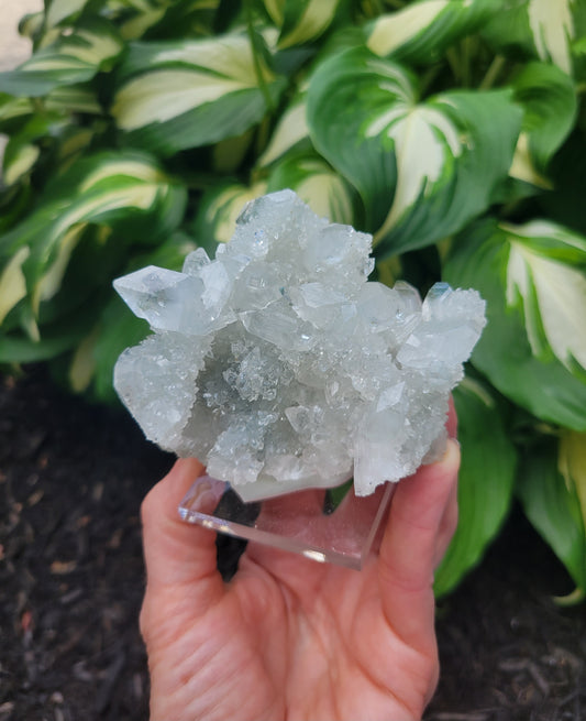 Apophyllite Stalactite Cluster from India
