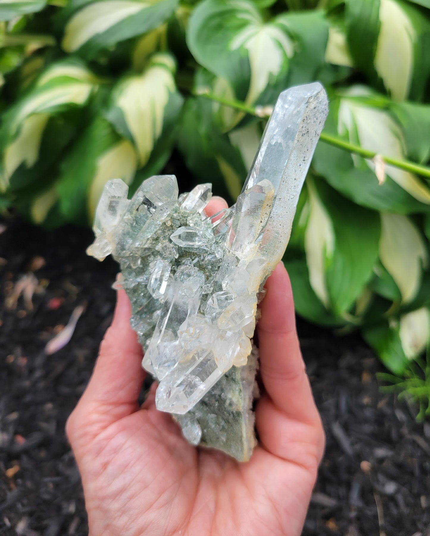 Himalayan Quartz Cluster with Clinochlore Phantoms and Anatase from Himachal Pradesh, India