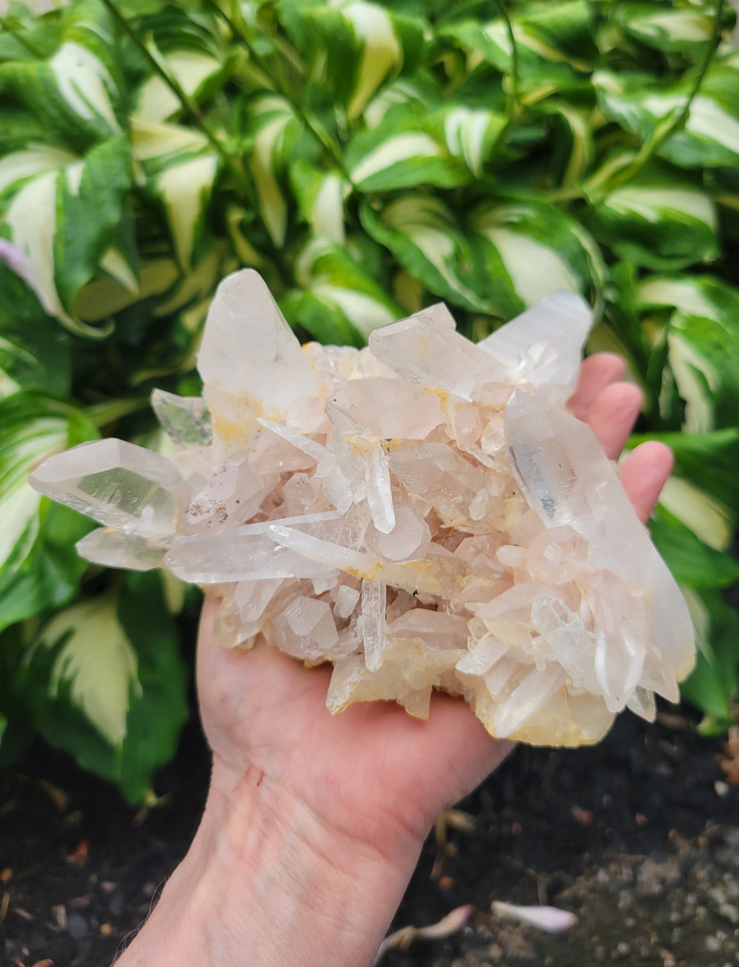 Himalayan Samadhi Quartz from Himachal Pradesh, India