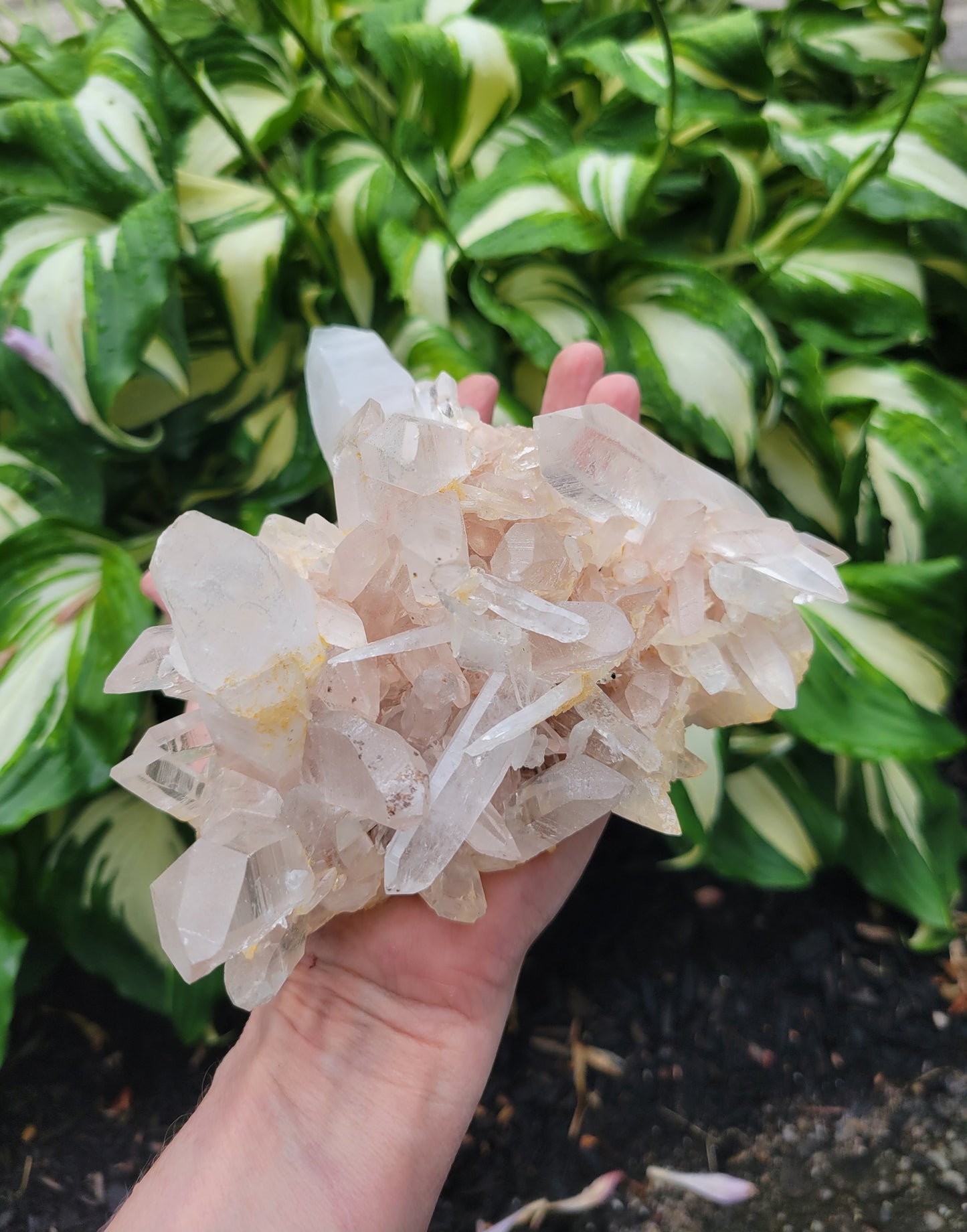 Himalayan Samadhi Quartz from Himachal Pradesh, India