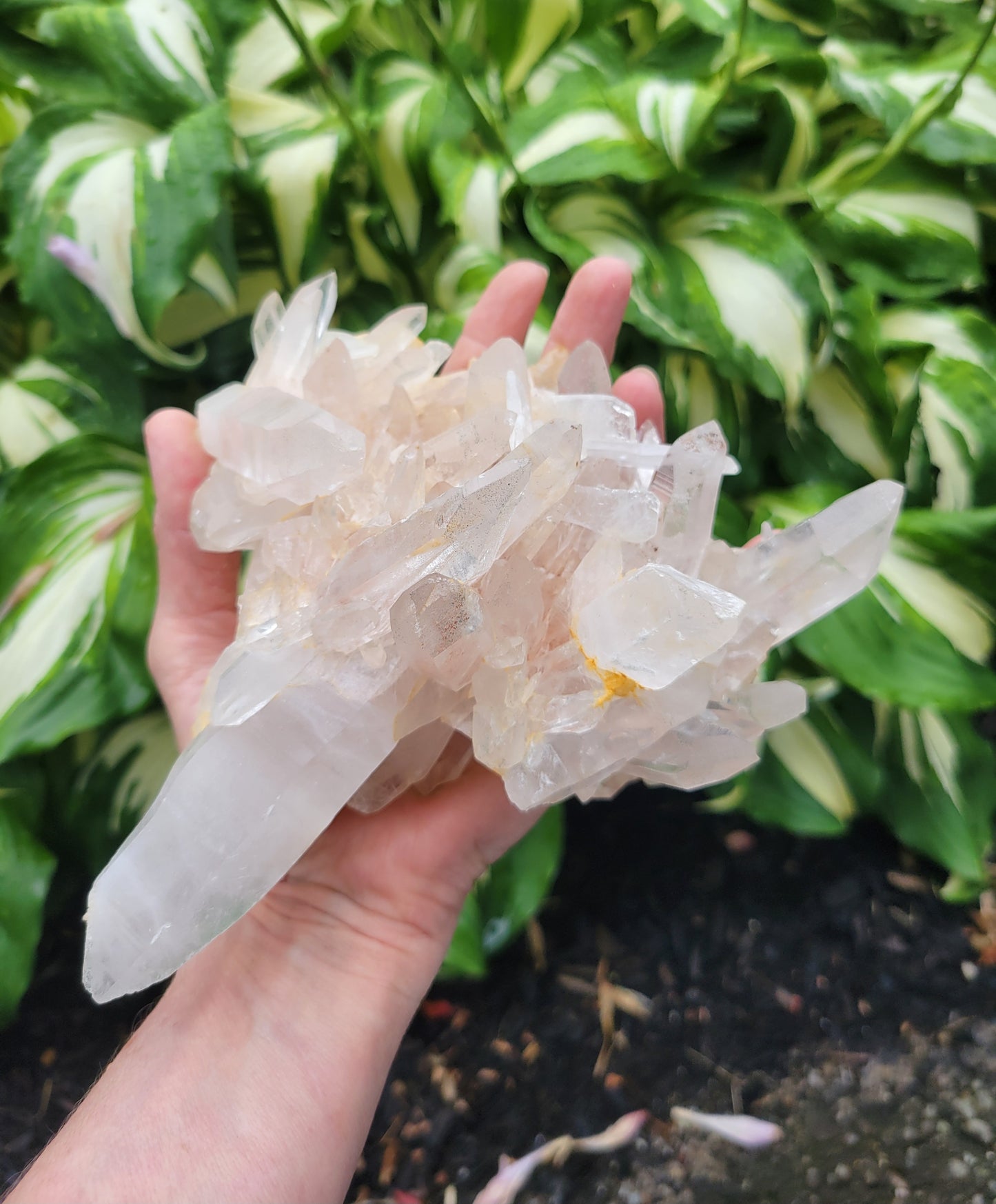 Himalayan Samadhi Quartz from Himachal Pradesh, India