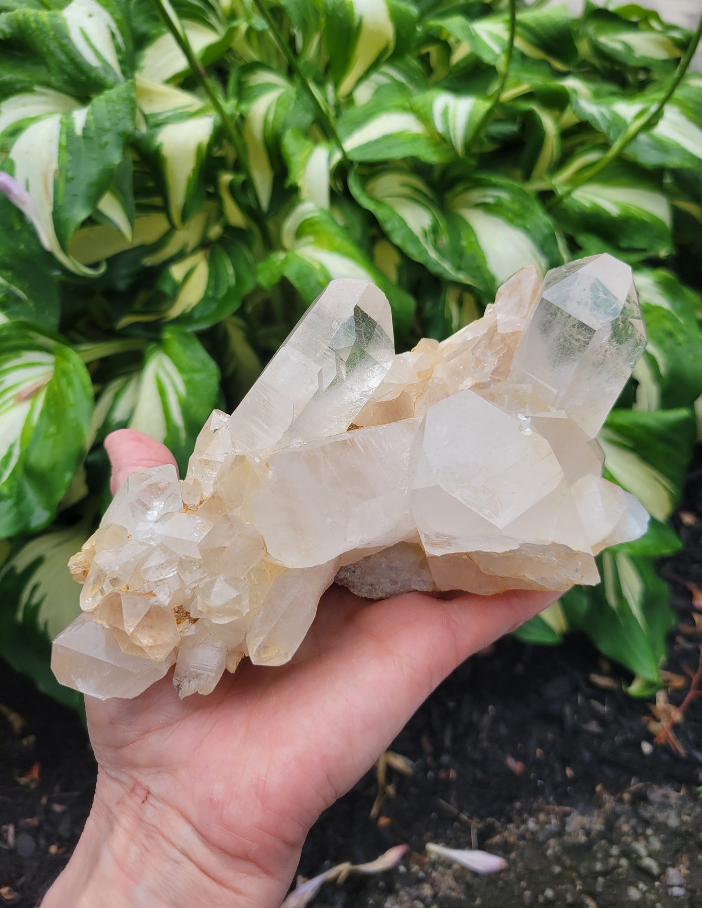 Himalayan Samadhi Quartz from Himachal Pradesh, India