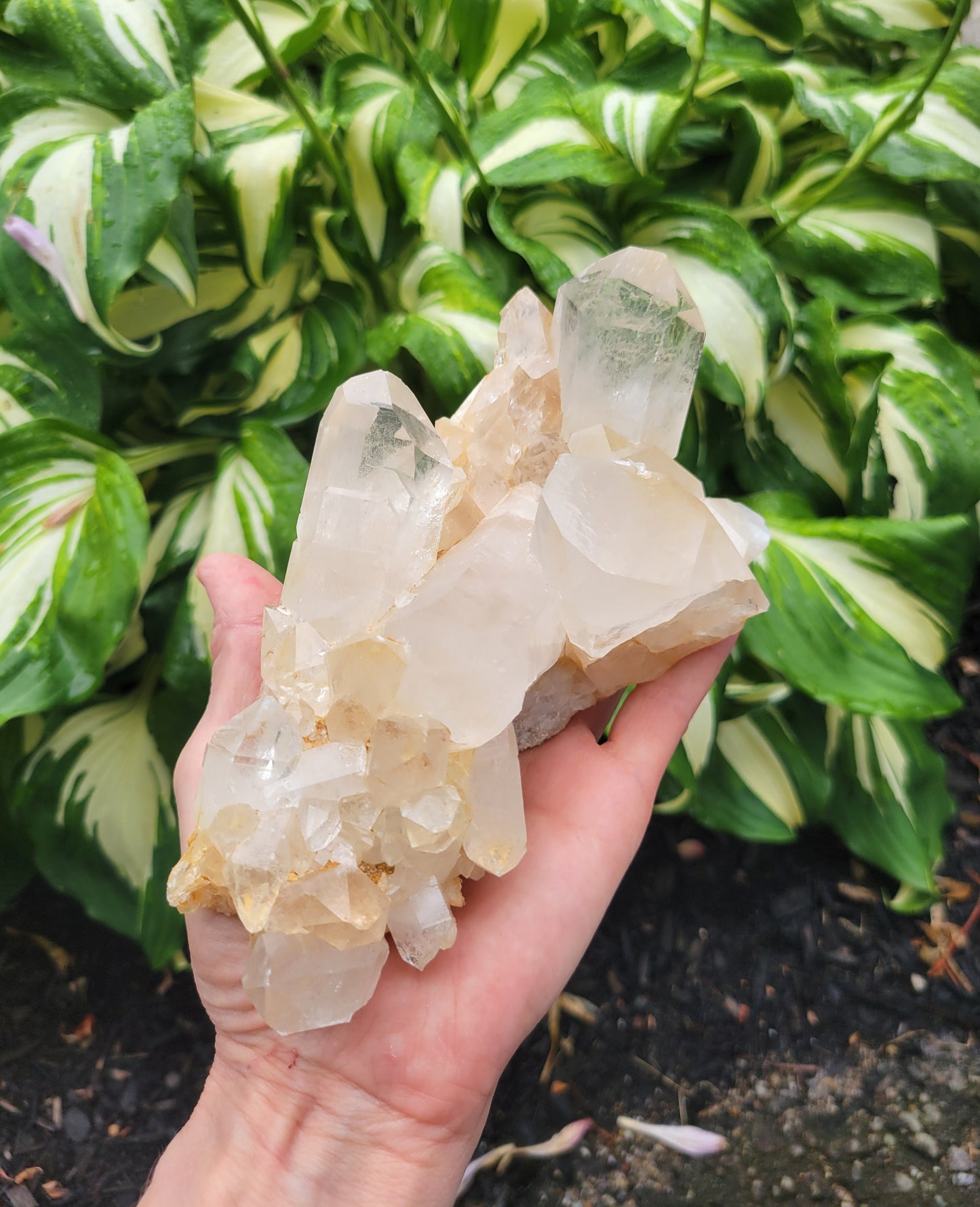 Himalayan Samadhi Quartz from Himachal Pradesh, India