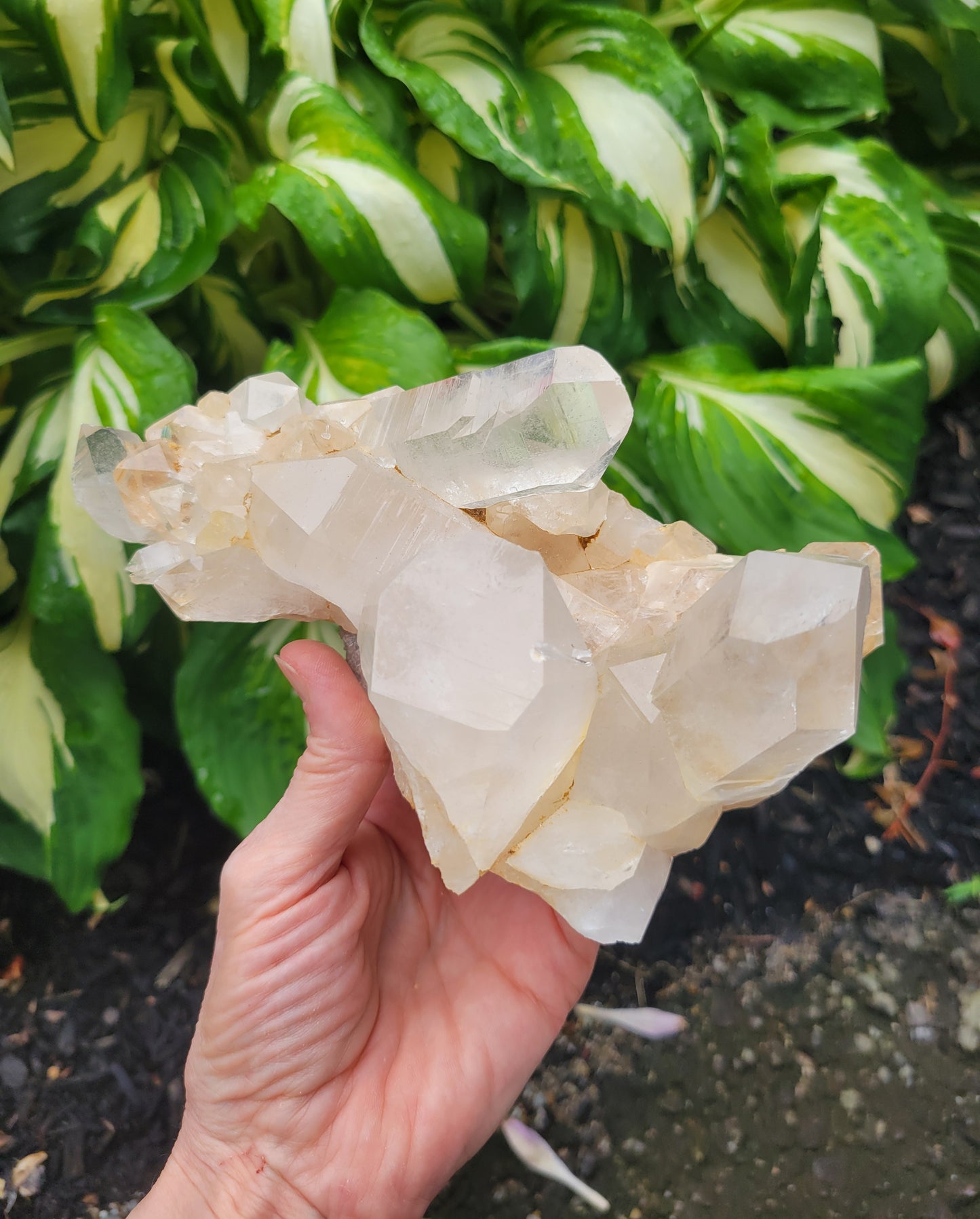 Himalayan Samadhi Quartz from Himachal Pradesh, India