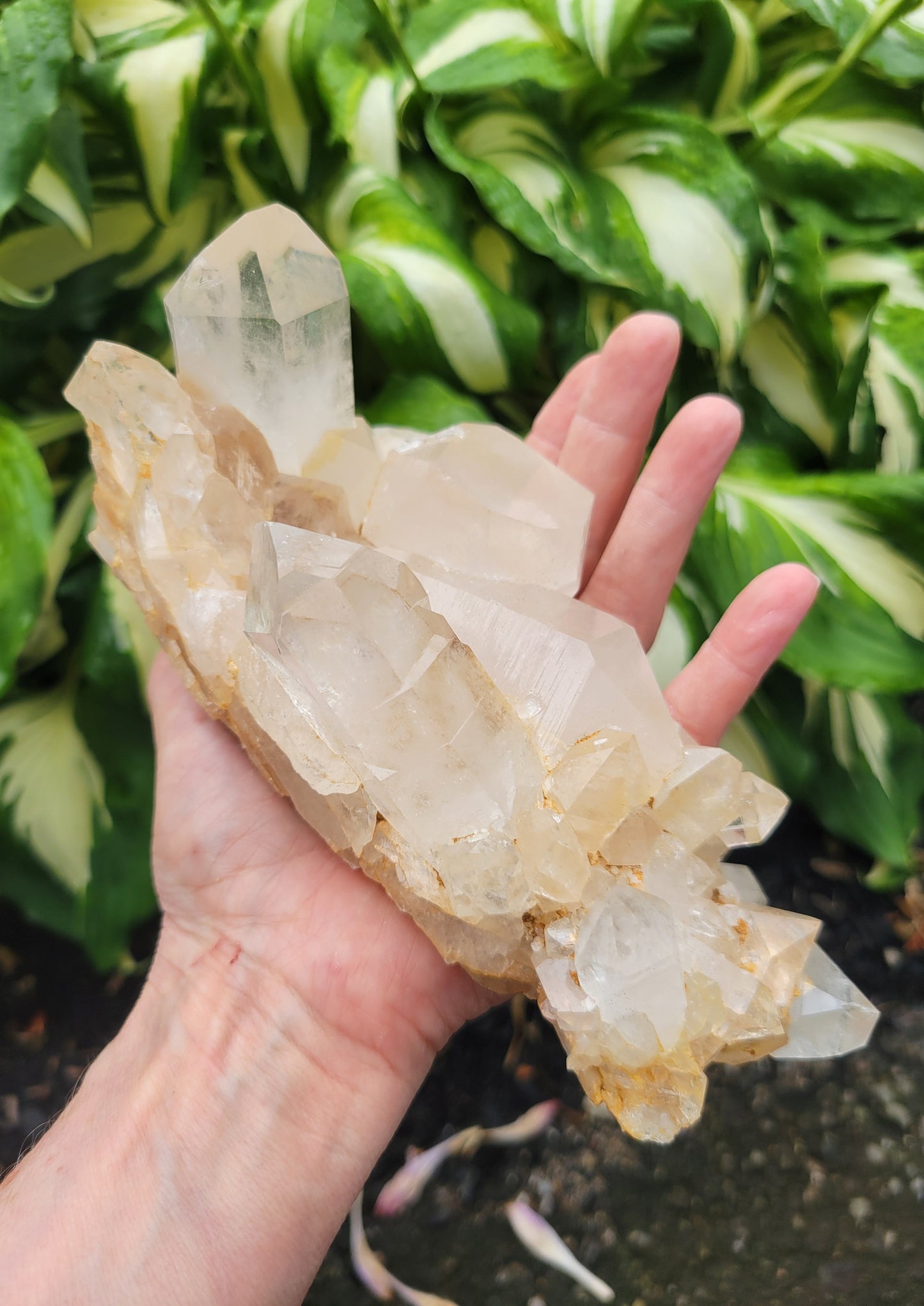 Himalayan Samadhi Quartz from Himachal Pradesh, India