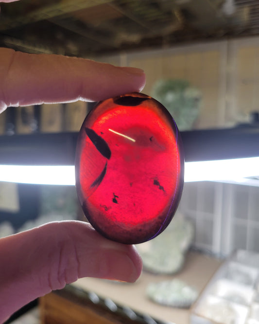 Amber Palm Stone from Indonesia