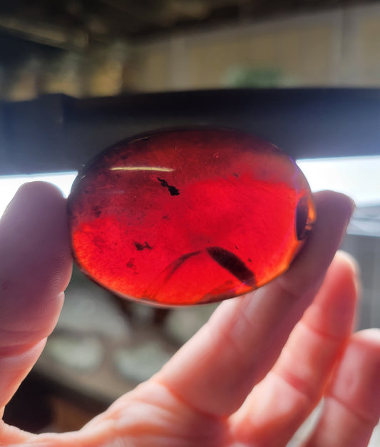 Amber Palm Stone from Indonesia