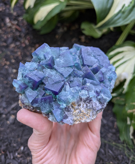 Fluorite from the Naughty Gnome Pocket, Diana Maria Mine, Frosterly Weardale, Co. Durham, England