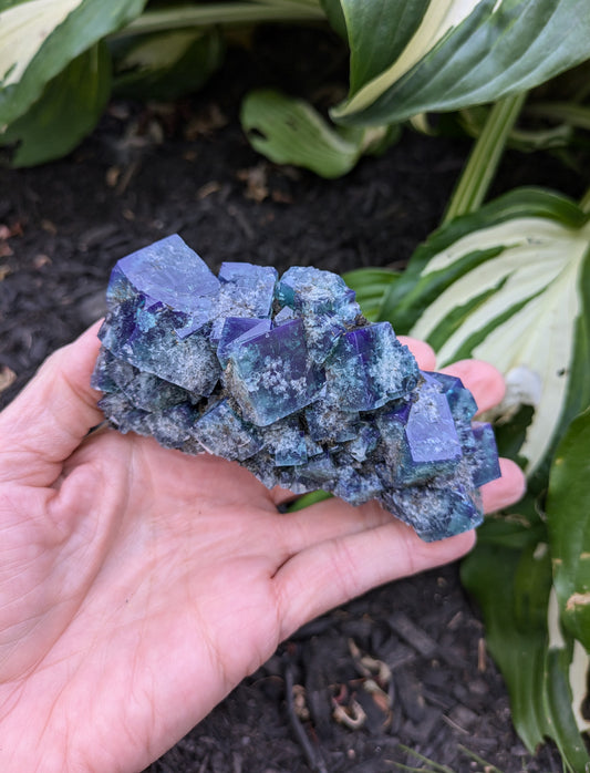 Fluorite from the Hidden Forest Pocket, Diana Maria Mine, Frosterly Weardale, Co. Durham, England