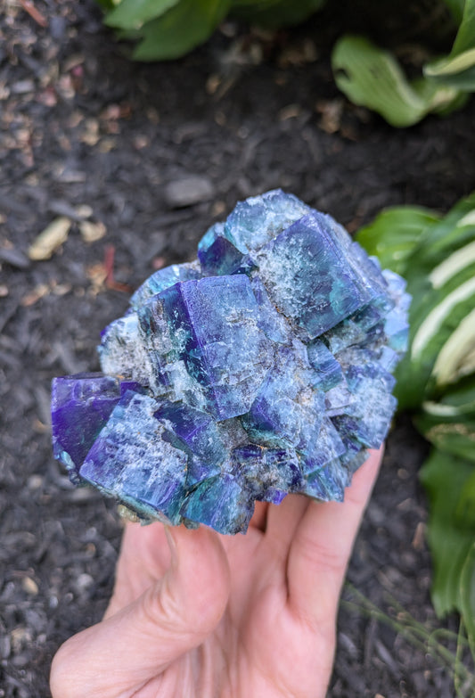 Fluorite from the Hidden Forest Pocket, Diana Maria Mine, Frosterly Weardale, Co. Durham, England