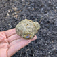 Pyrite with Rainbow Iridescence from Pakistan