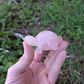 Rose Quartz Turtle Carved India (S-2)